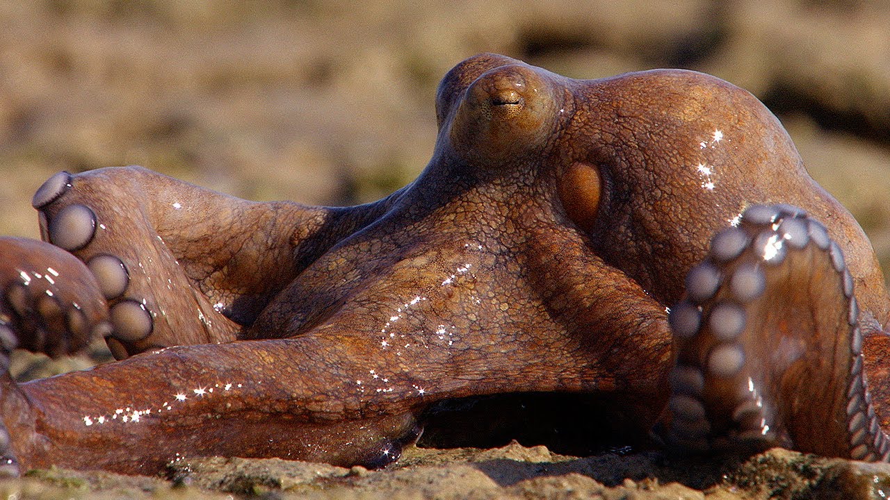 Octopus fun facts