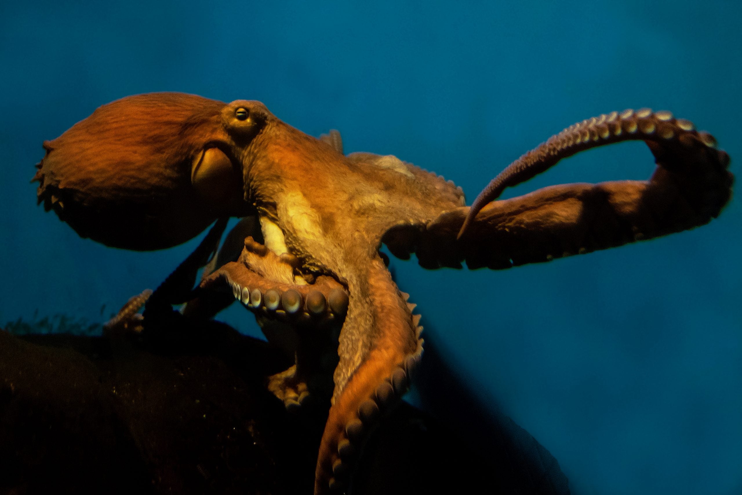 Uncommon types of octopus