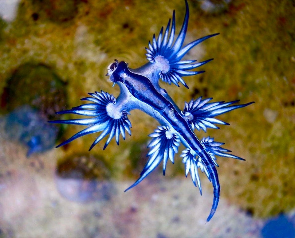 Amazingly beautiful sea animals