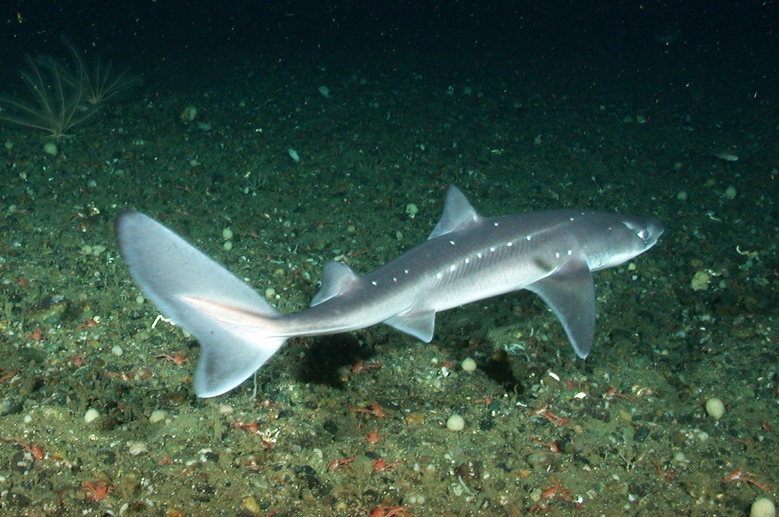 Amazing types of small sharks