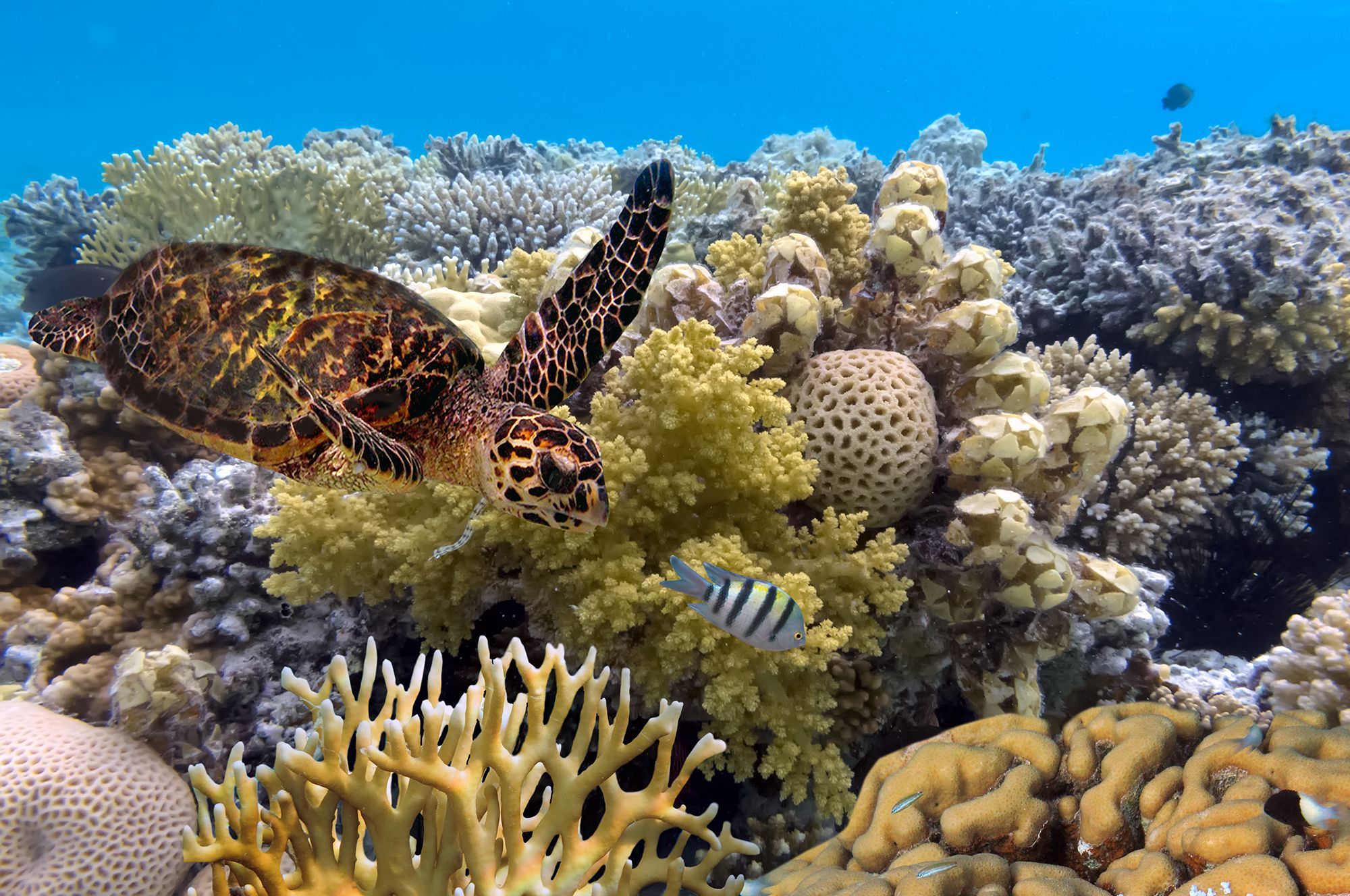 Beautiful coral reefs in the world
