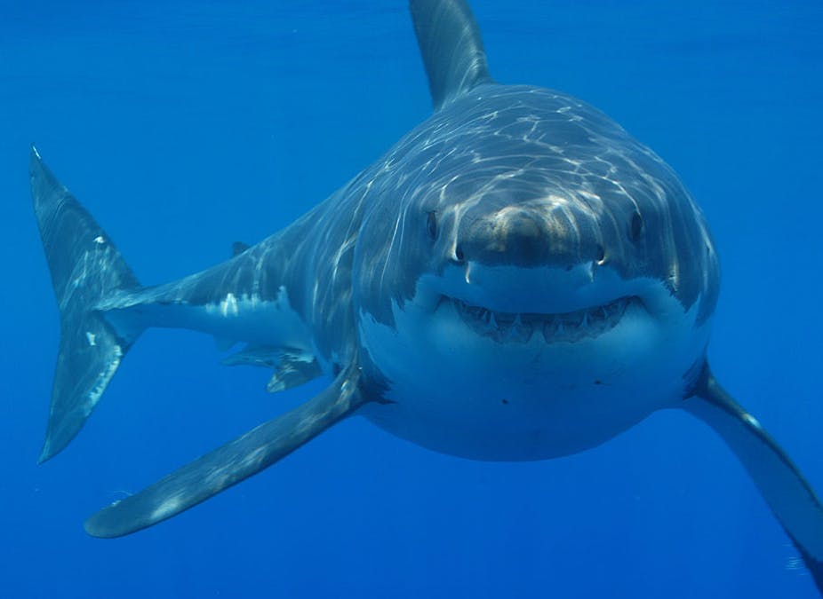 How fast do sharks travel across the ocean