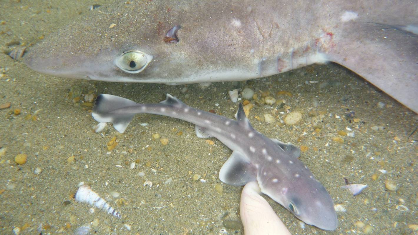 Unique types of small sharks in the ocean