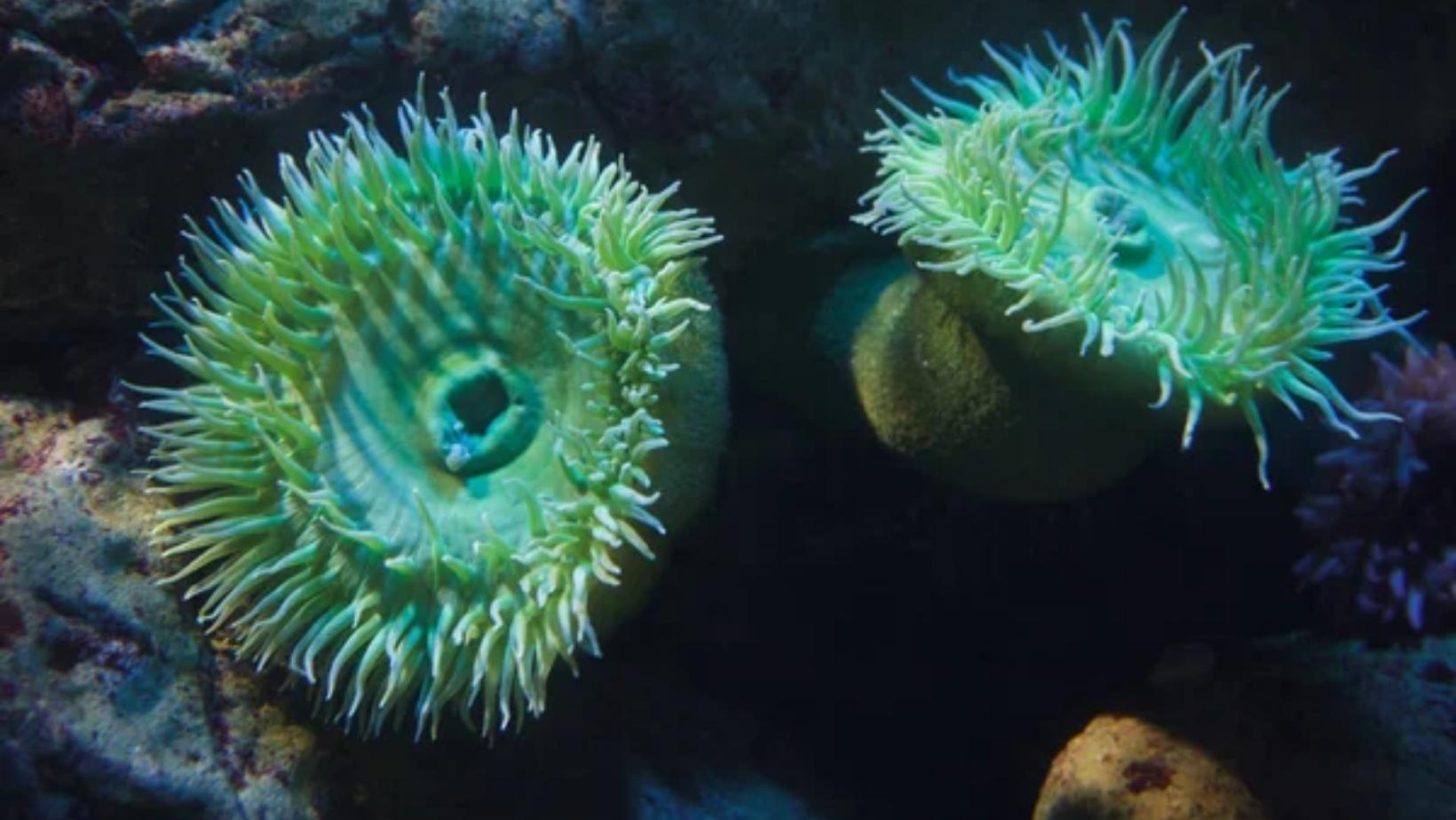 Lovely underwater plants