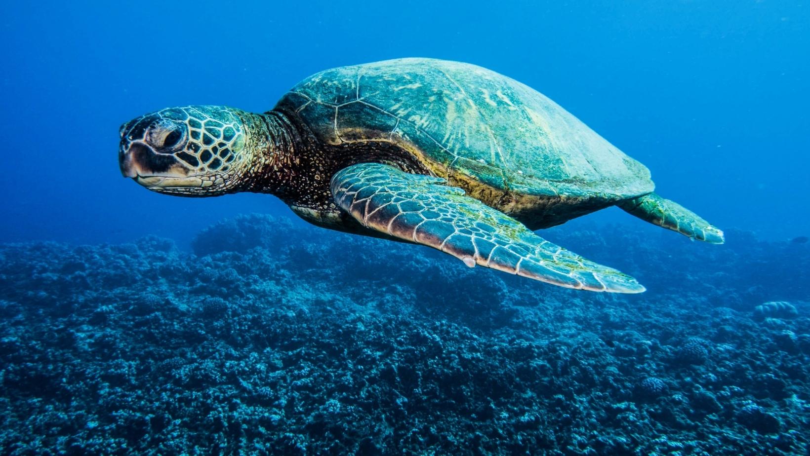 Wonderful coral reef animals