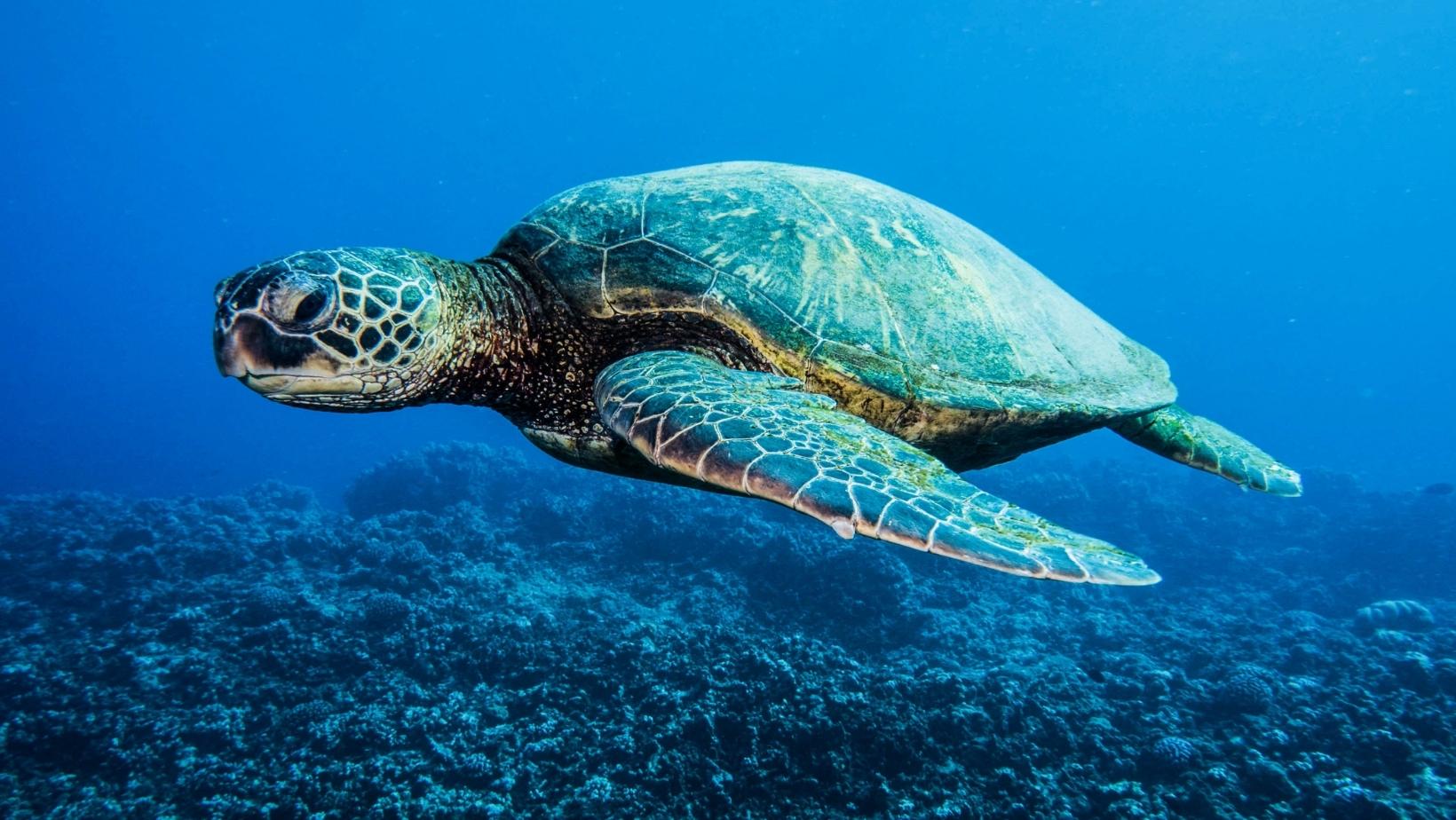 Best cool sea animals - Green sea turtles