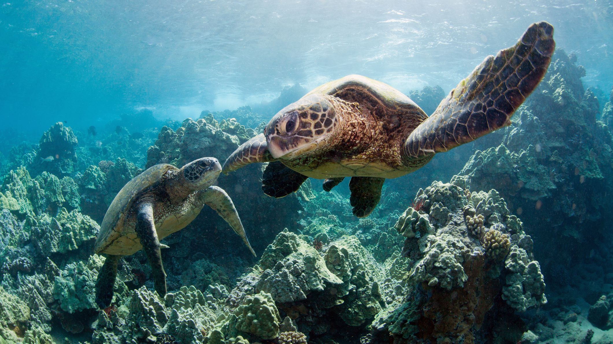 Unique symbolism of sea turtles