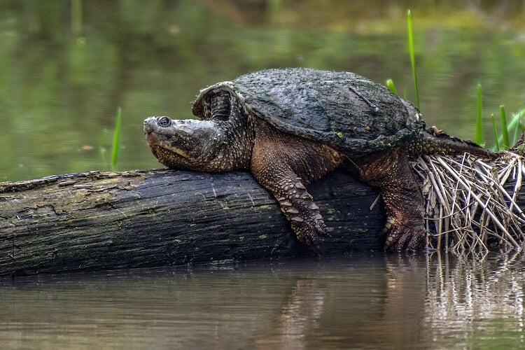 Snapping turtles interesting facts