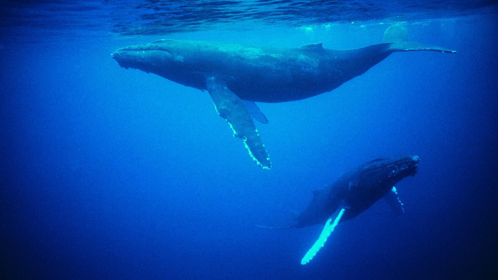 Facts about whales