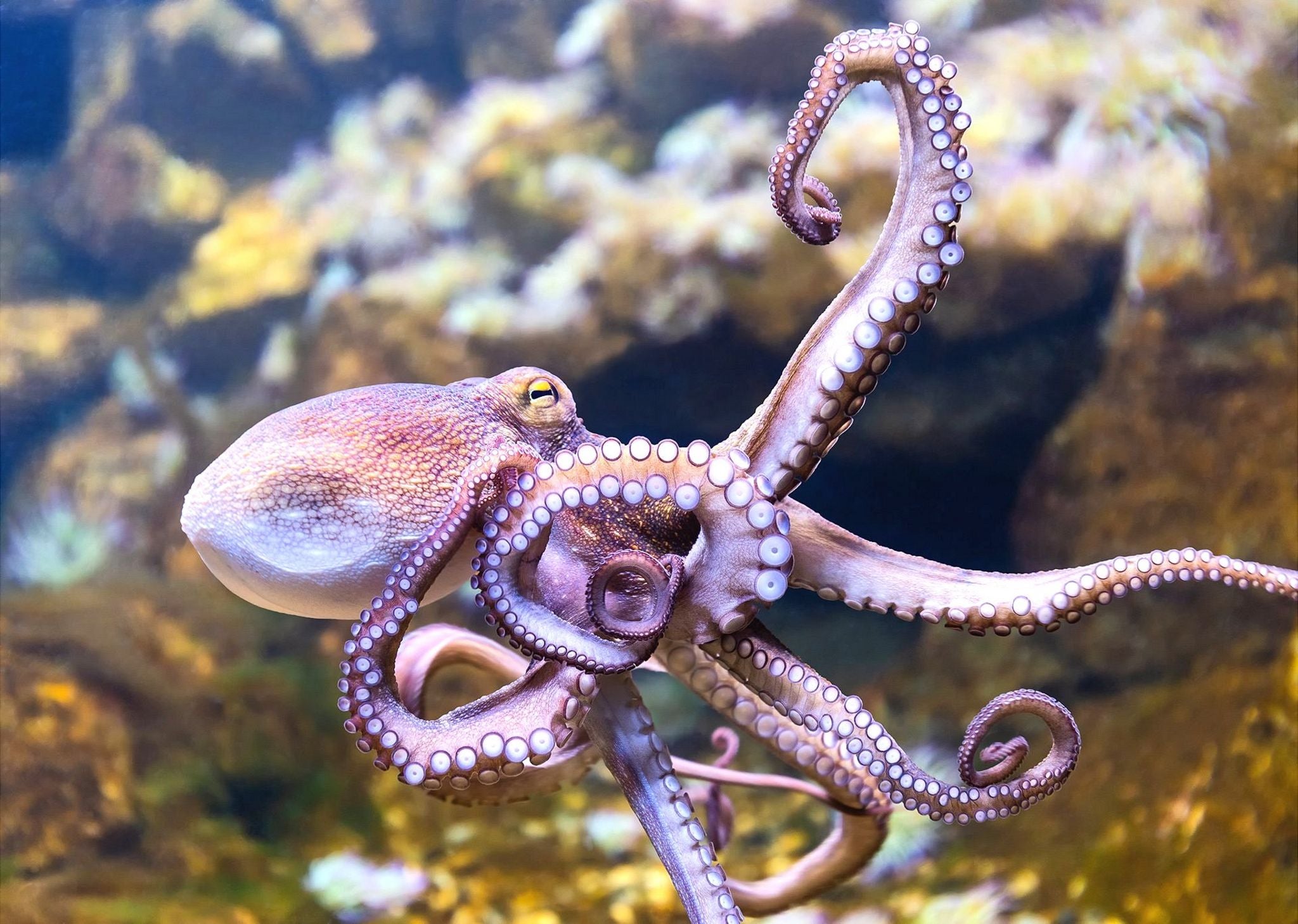 Facts about octopus hearts