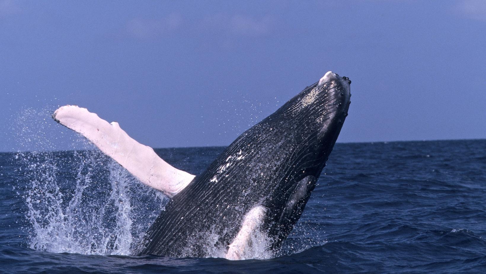 Difference between blue whales and humpback whales