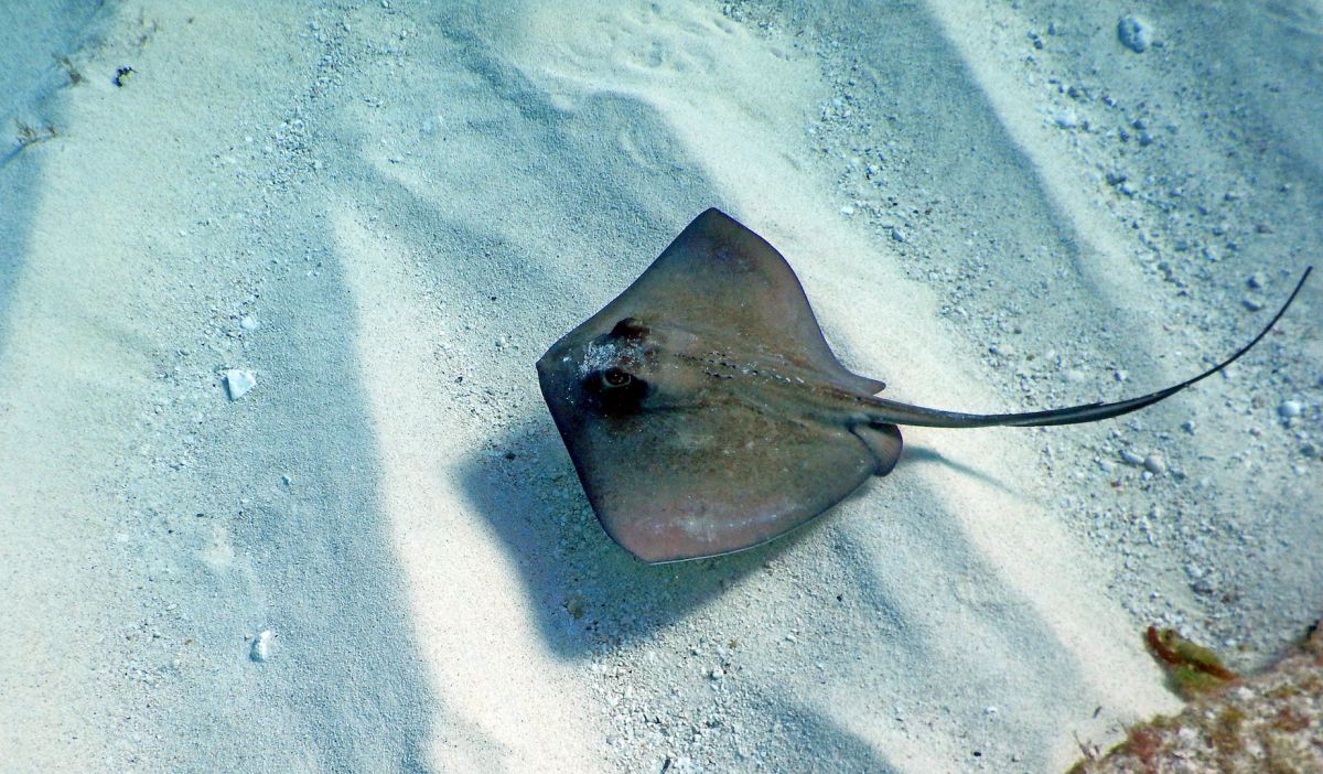 Interesting difference of manta ray versus sting ray