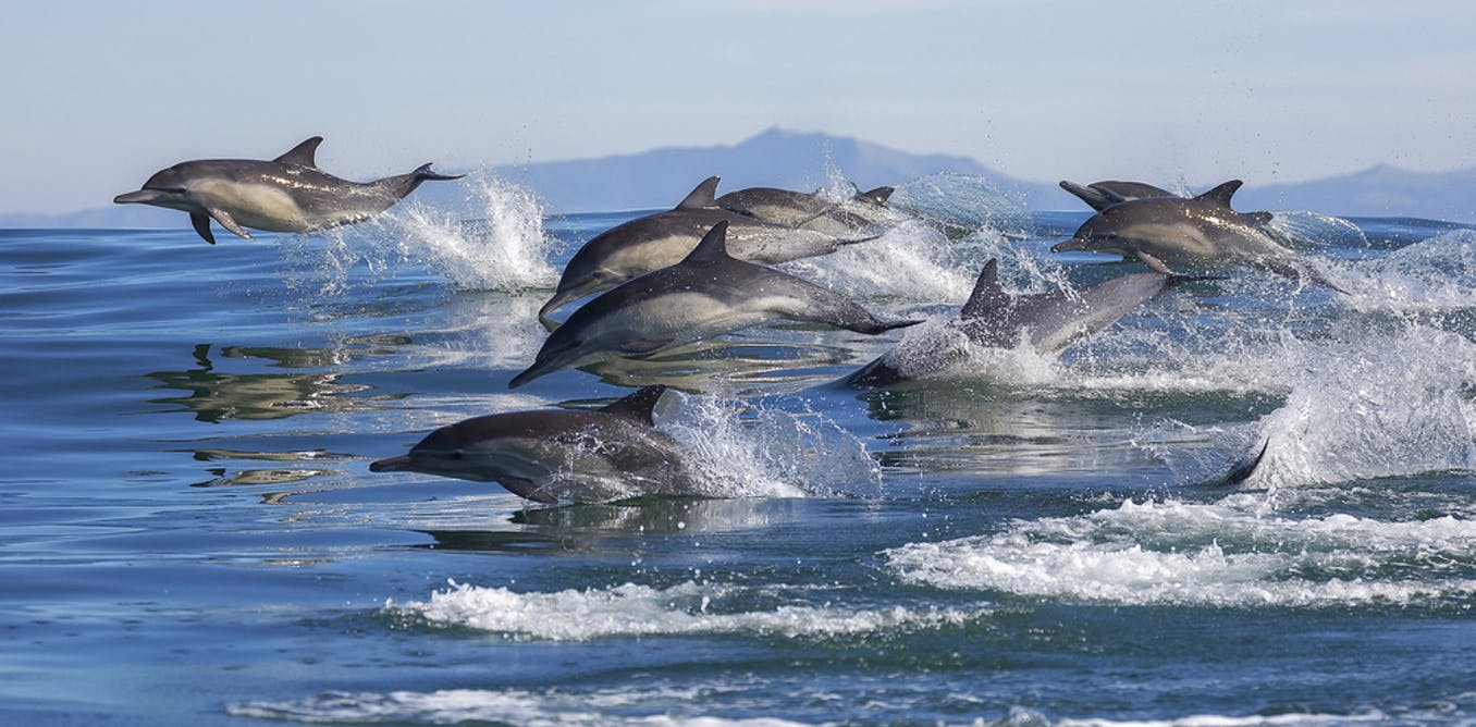 Surprising fun facts about dolphins