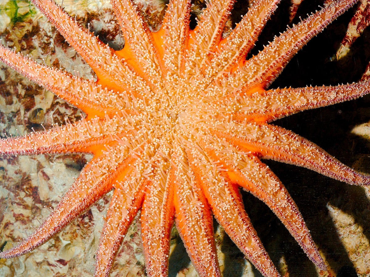 Interesting types of starfish