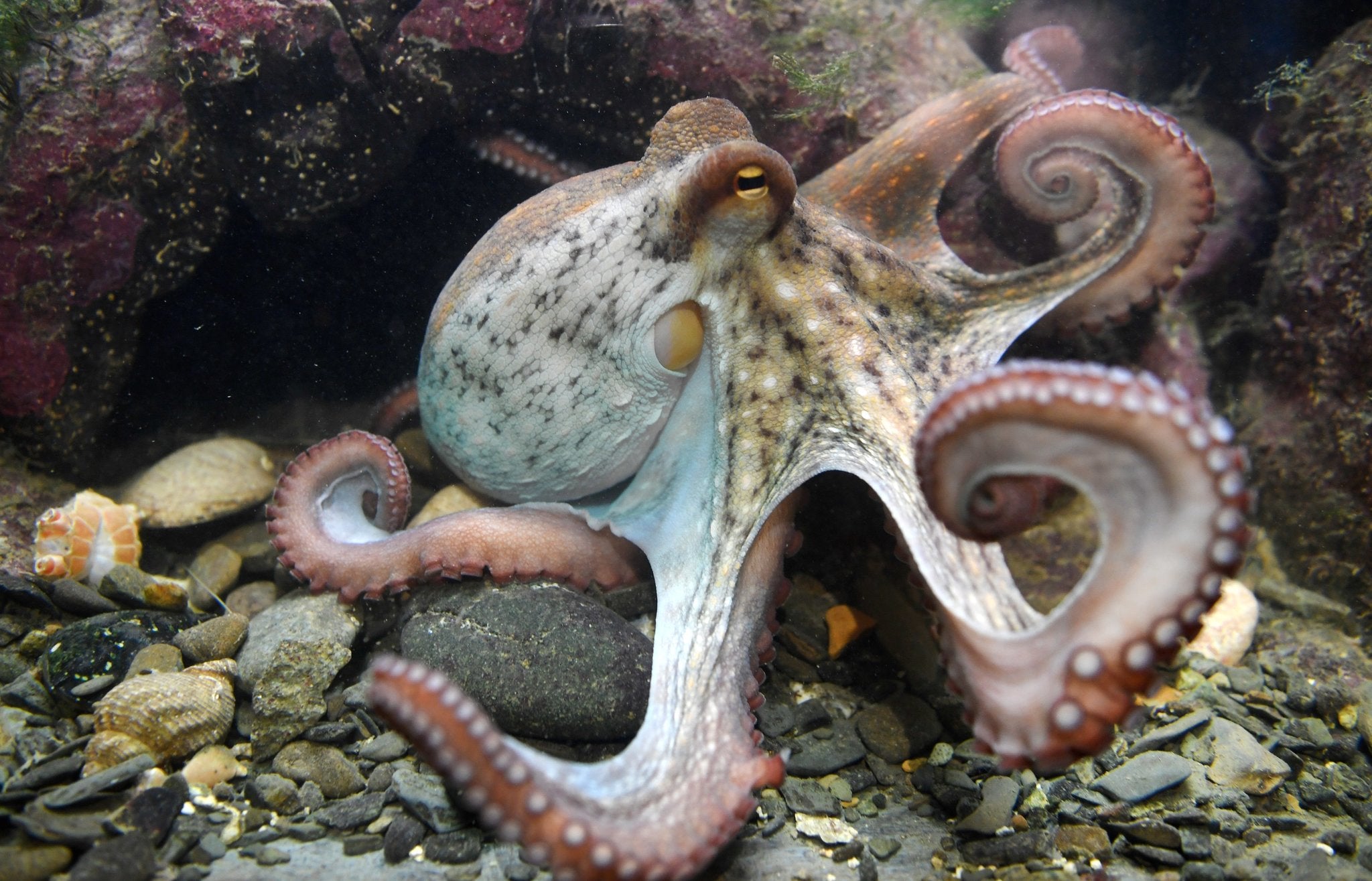 Interesting facts about octopus