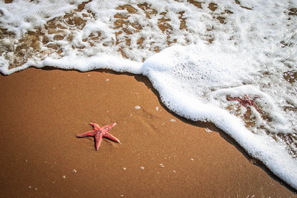 Awesome facts about starfish