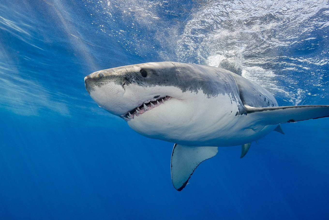 Facts about white sharks