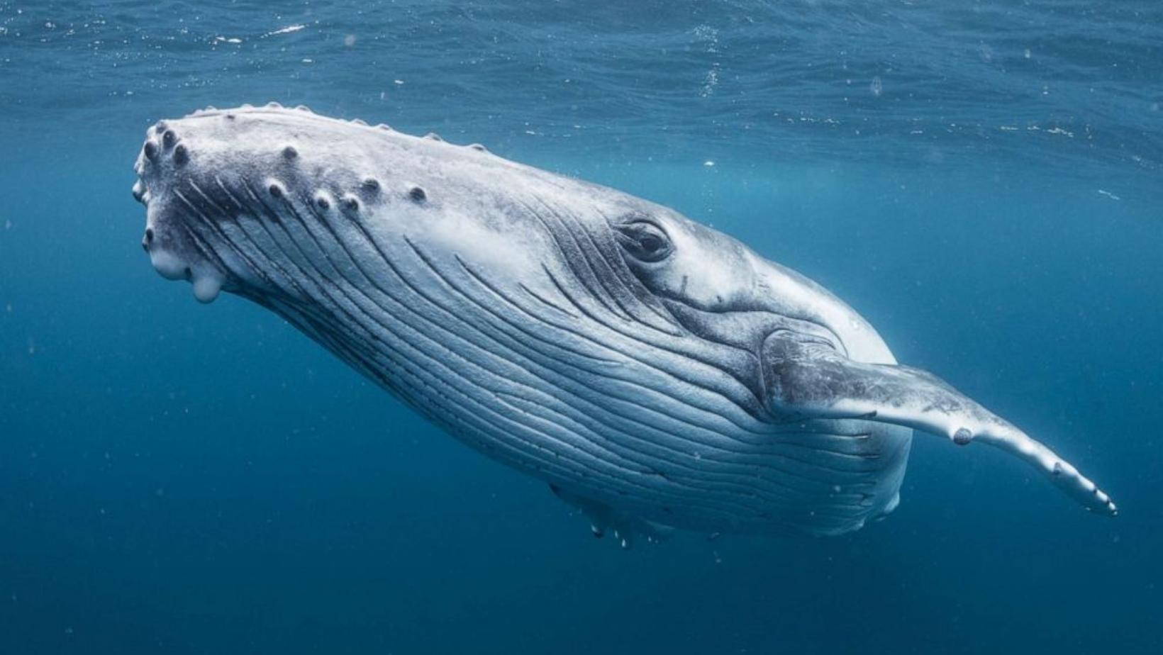 Things to know about the evolution of whales