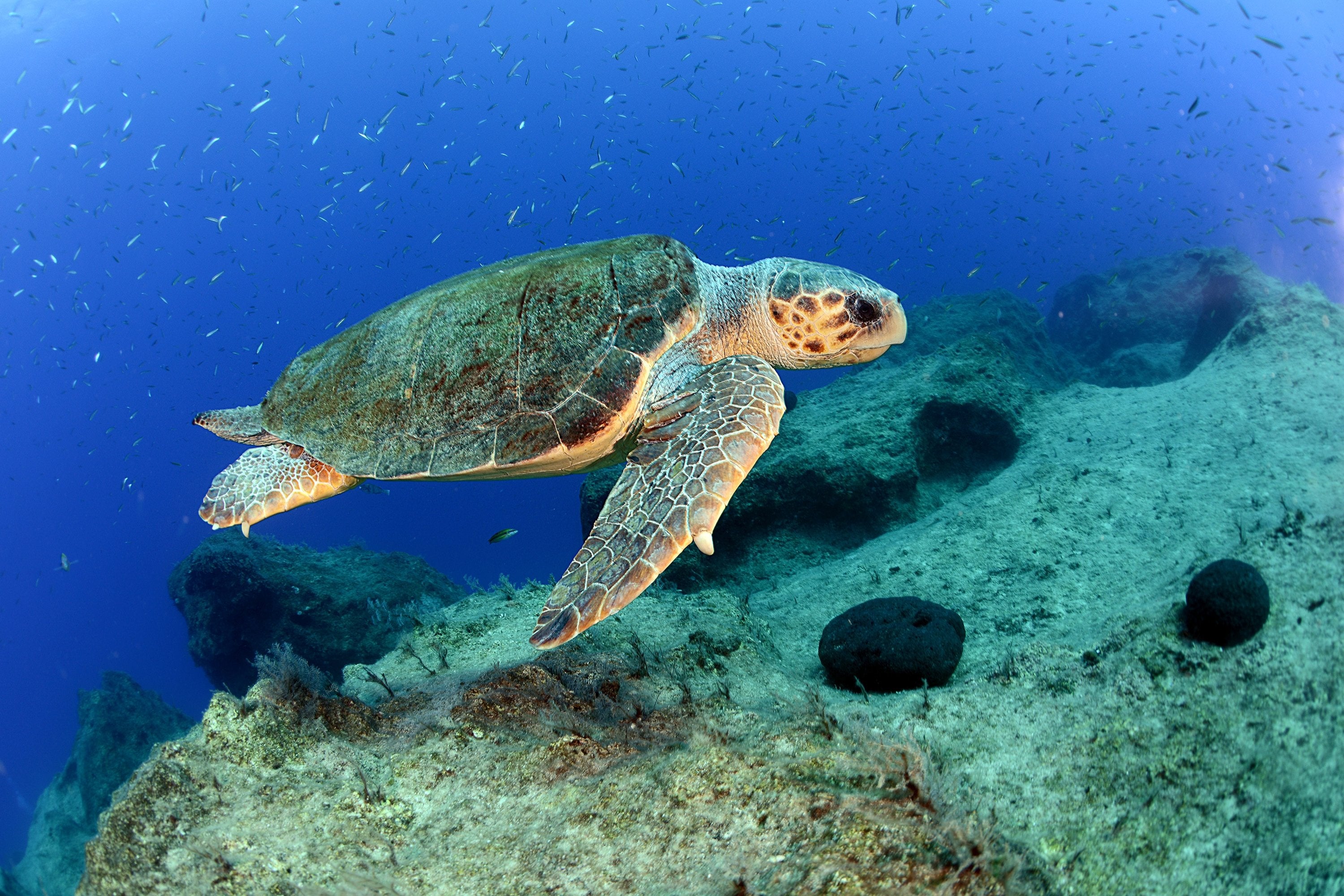 Unique sea turtle types in the ocean