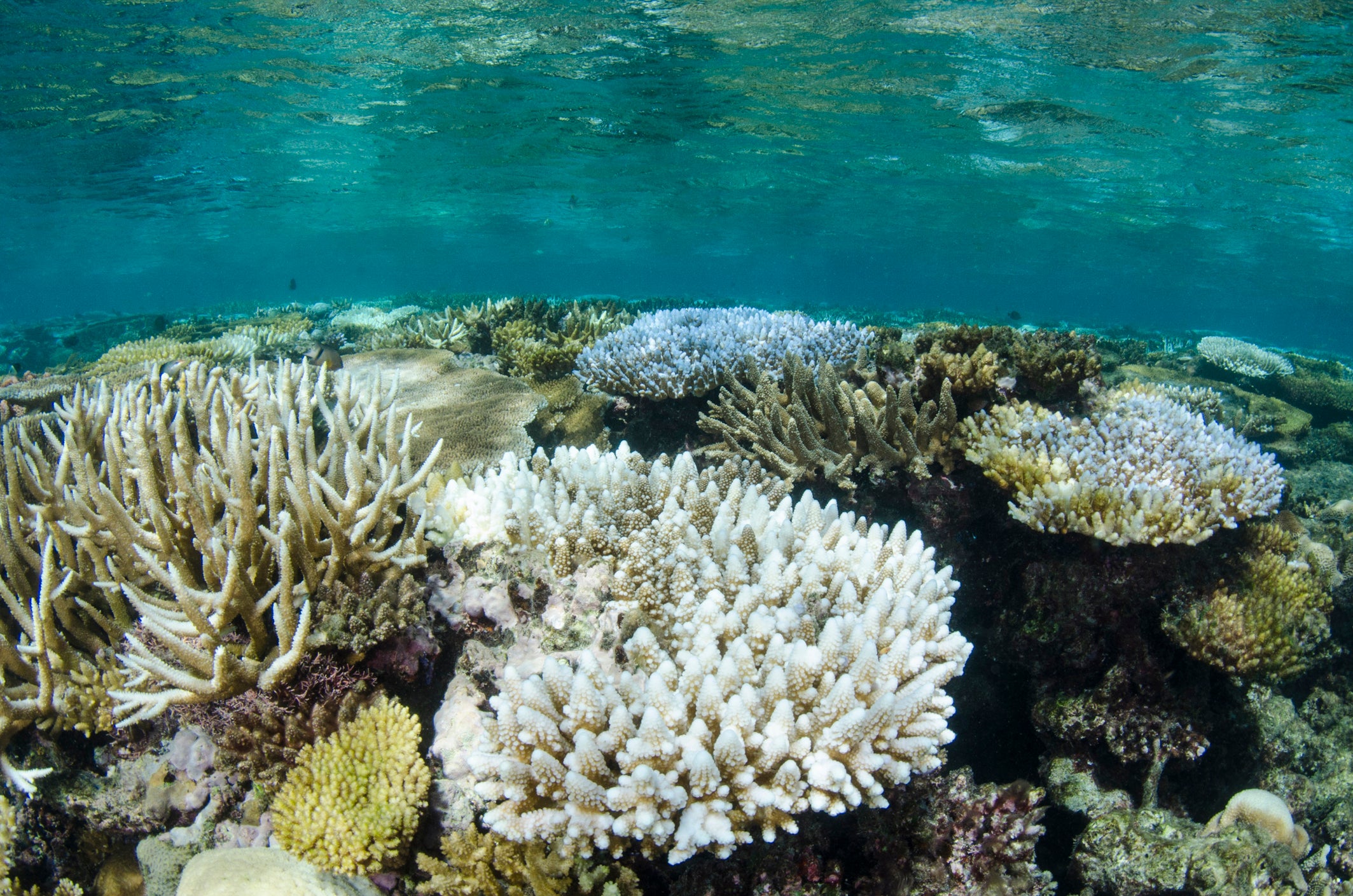 Facts about coral bleaching