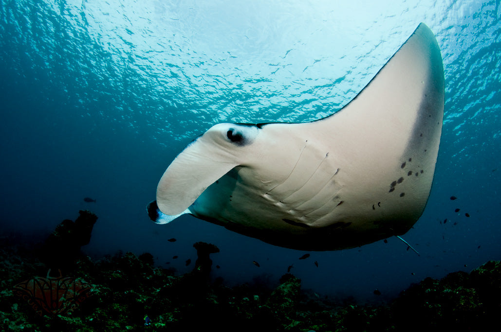 What does a manta ray eats