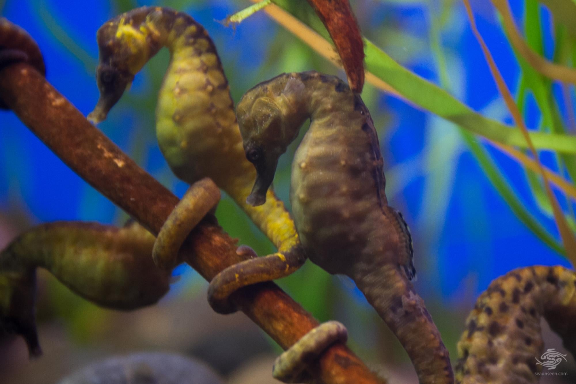 Types of sea horse that are unique to see