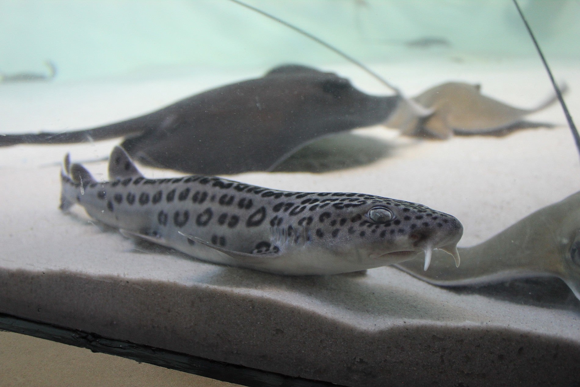 Cute sharks found in the ocean