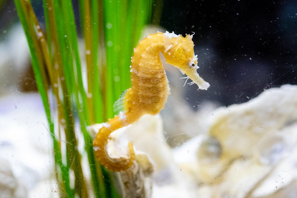 Awesome types of seahorses