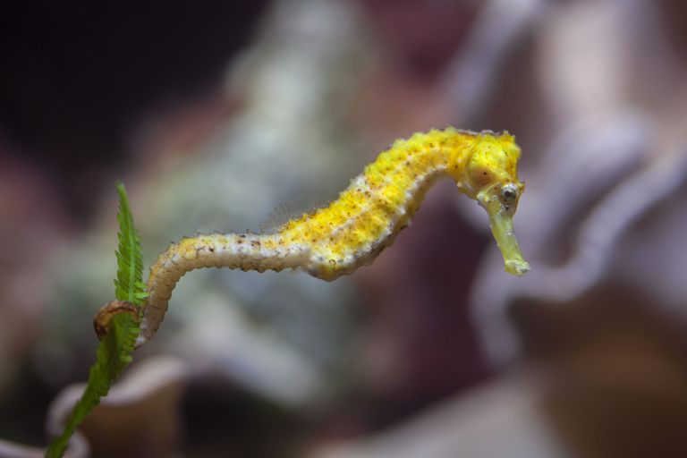 Types of unique seahorses in the ocean