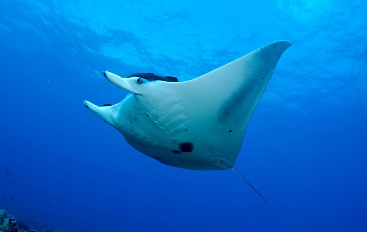 Manta ray versus sting ray difference