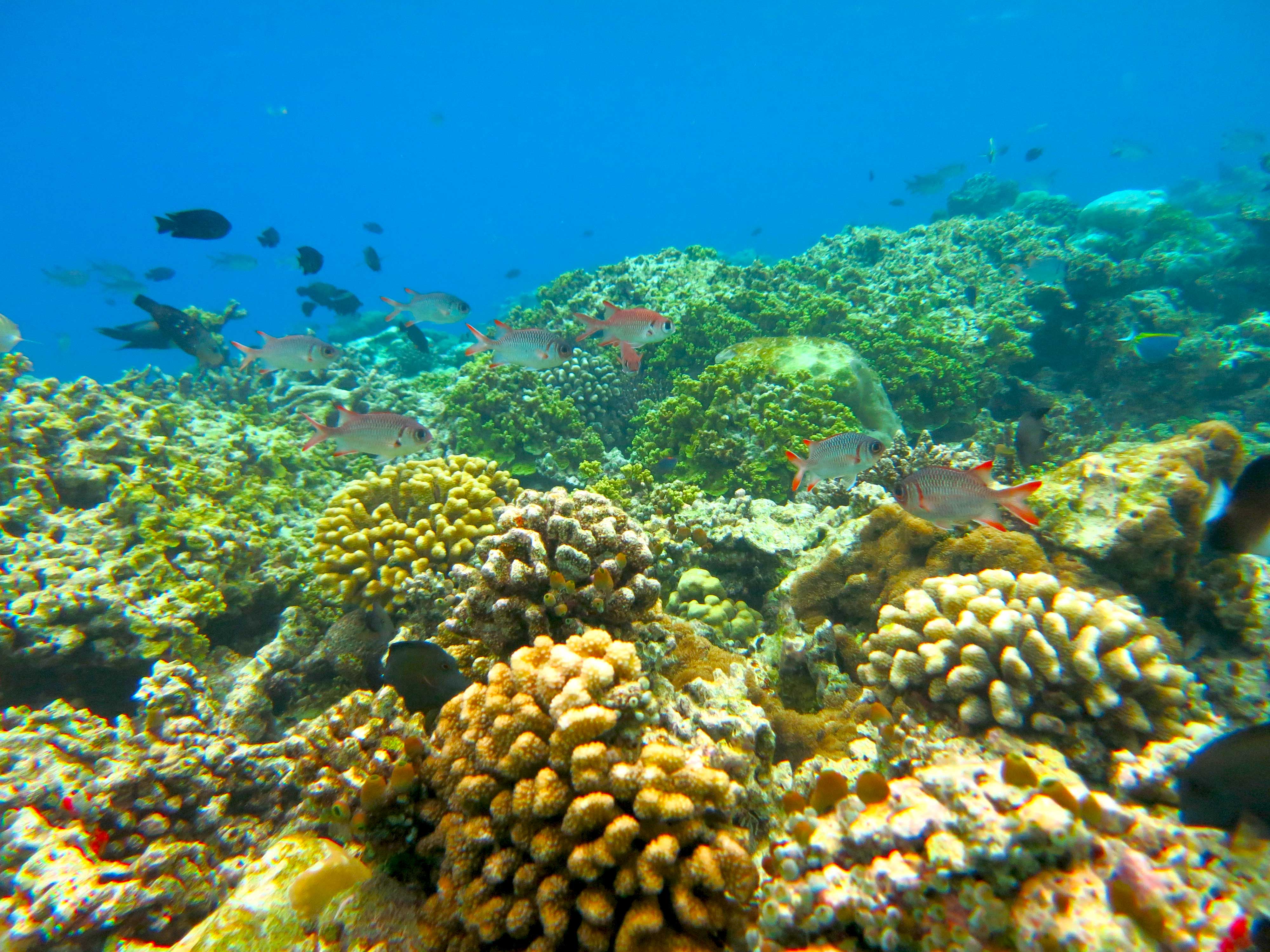 Lovely coral reefs in the world