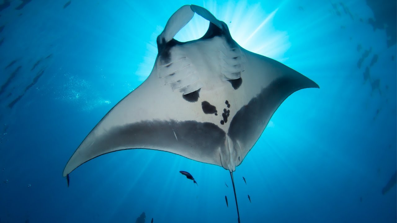 Interesting types of manta rays