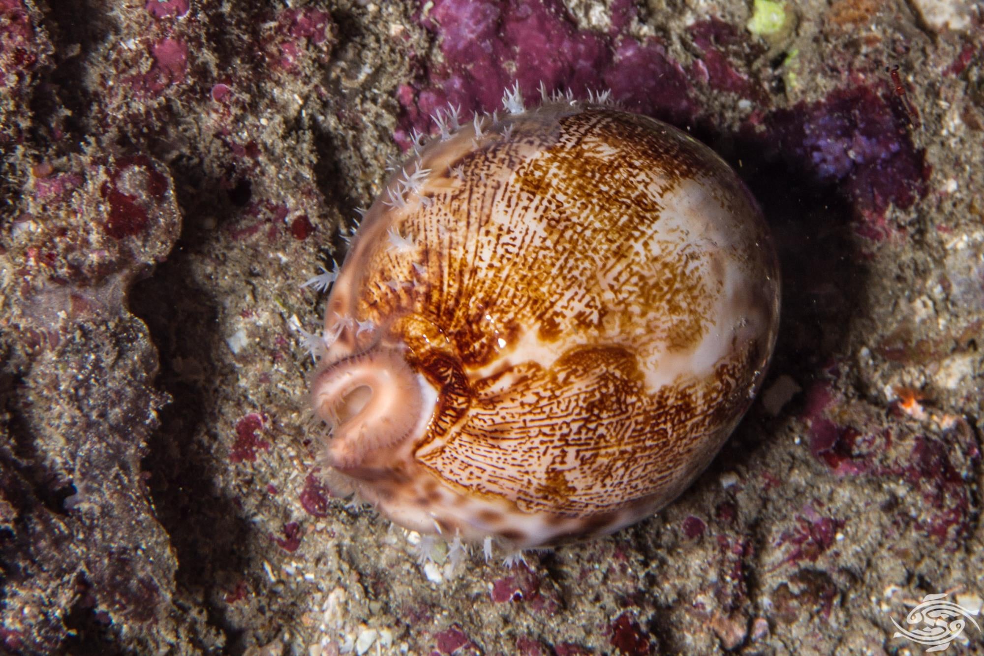 Beautiful types of cowrie shells 