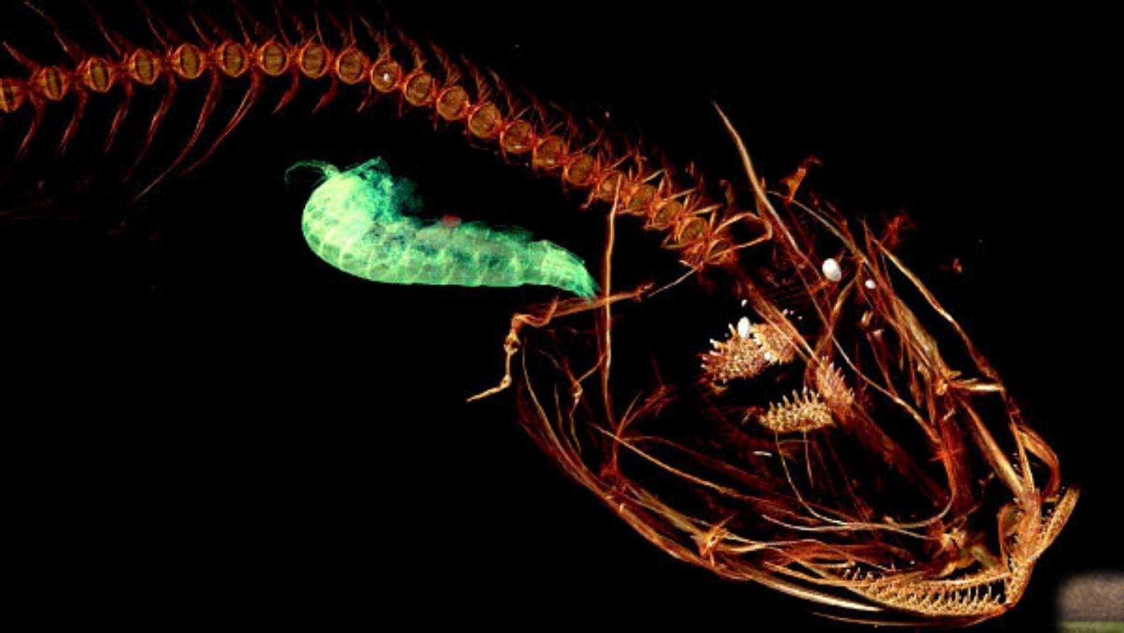 Awesome animals seen in mariana trench 