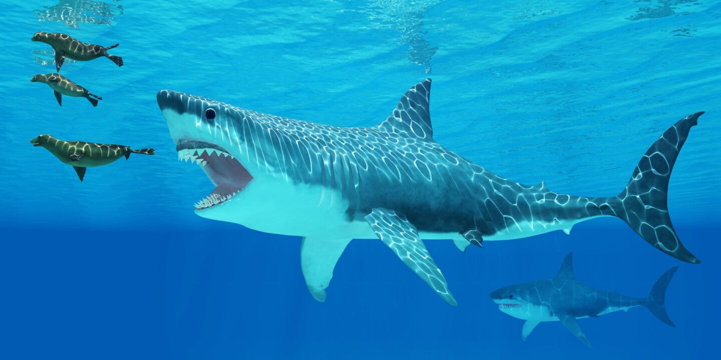 Biggest shark known in the ocean