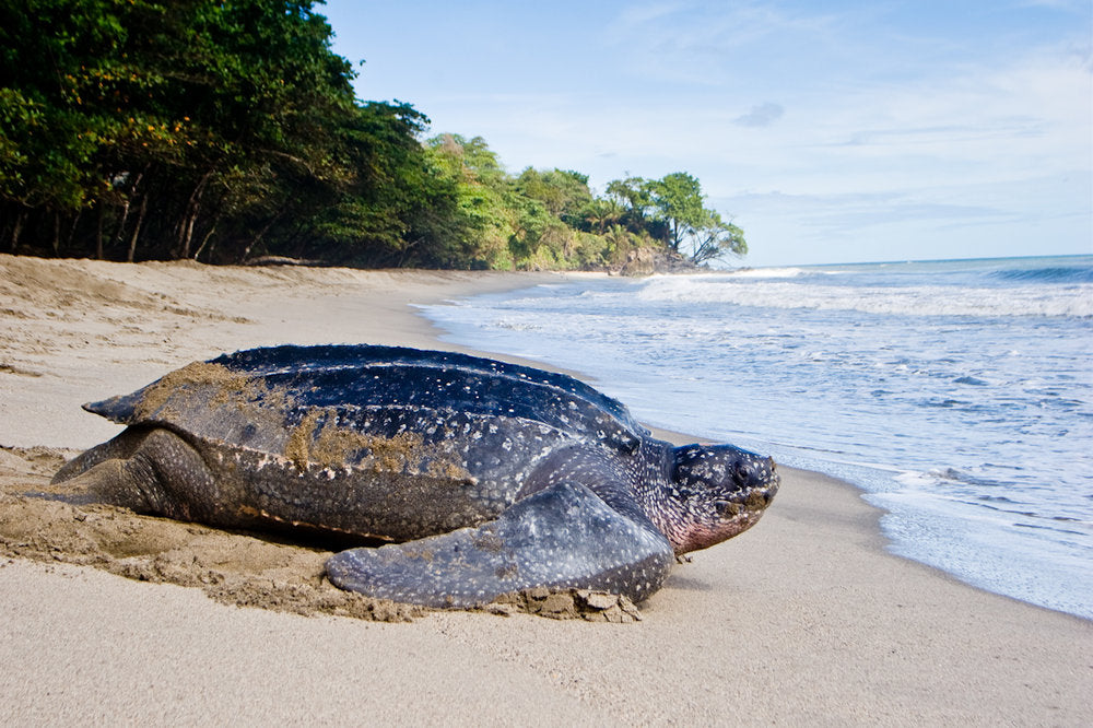 Interesting facts about largest turtle in the world