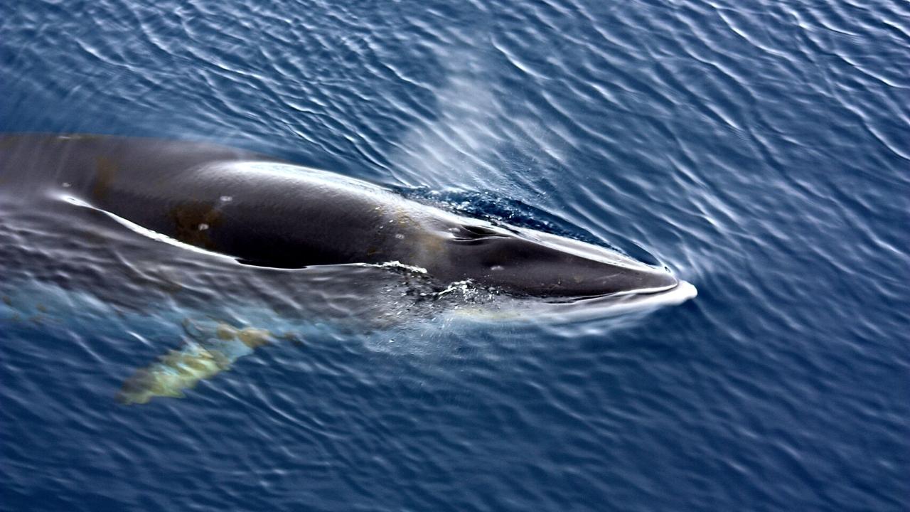 Amazing facts about minke whales