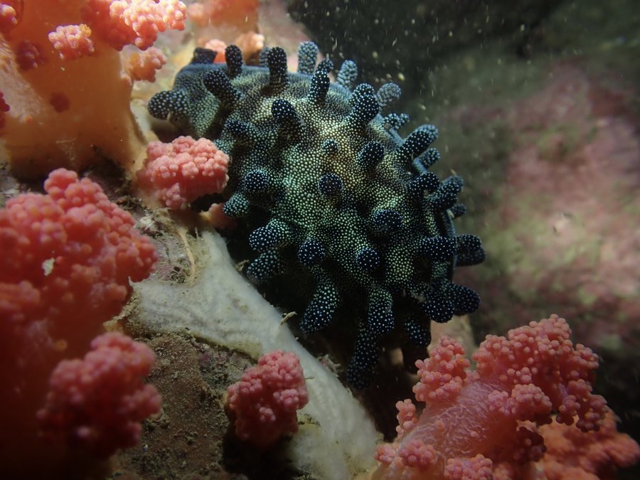 Unique types of cowrie shells