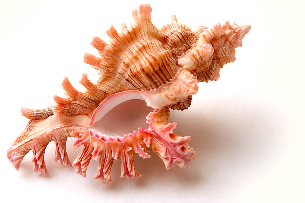 Types of rare seashells