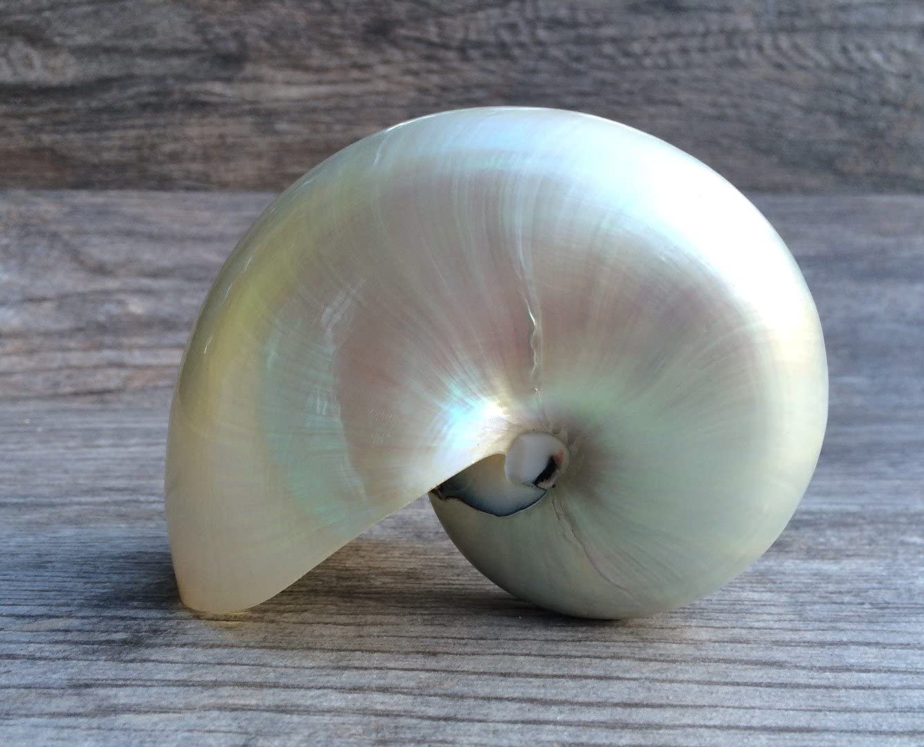 Amazing types of rare seashells