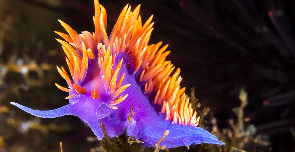 Interesting and beautiful sea creatures found in the ocean