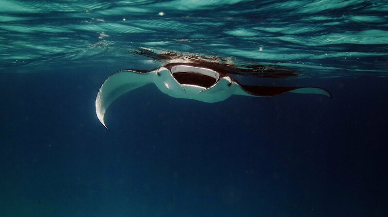 Interesting manta ray types