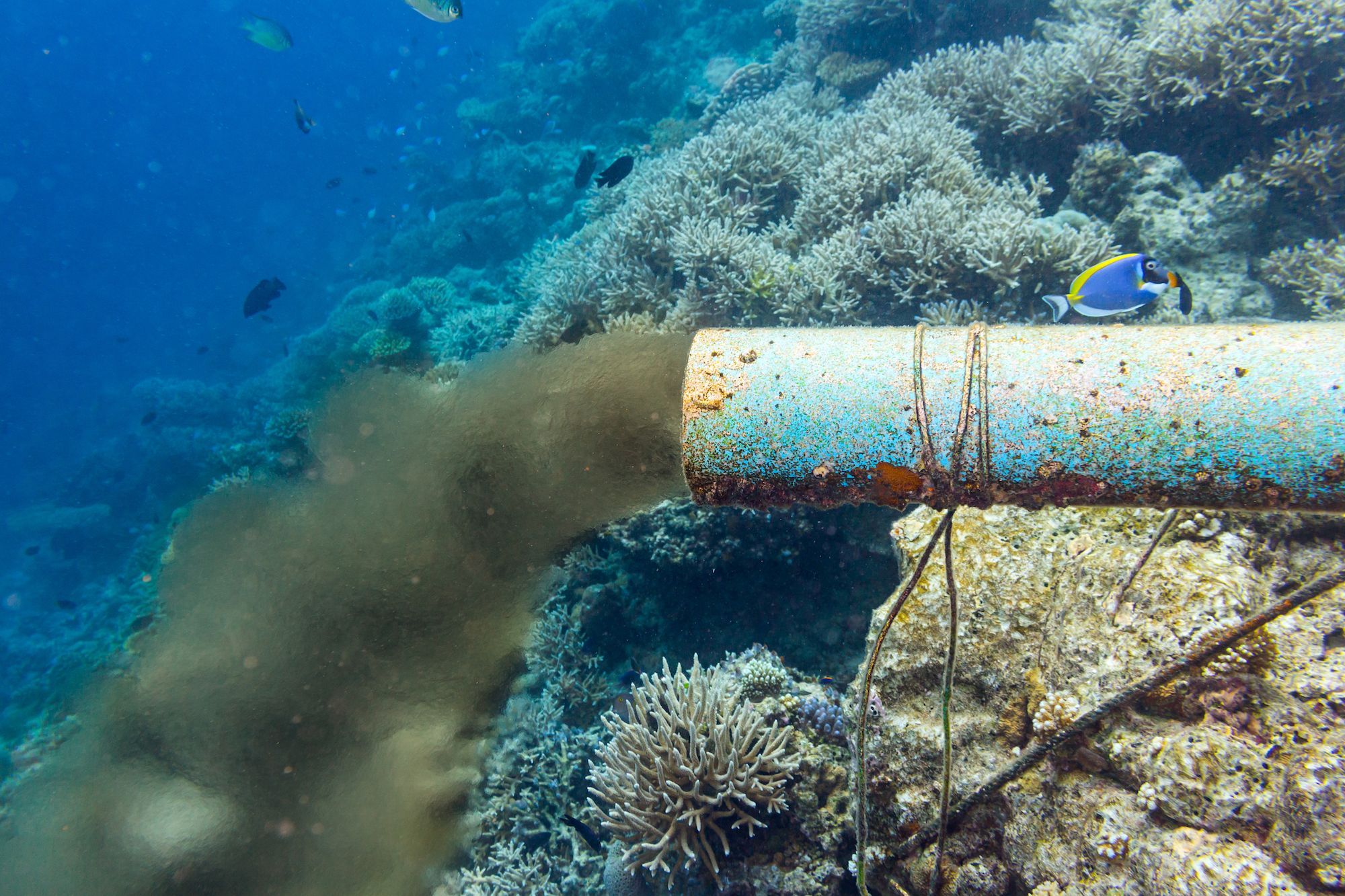 Negative effects of ocean pollution to marine life