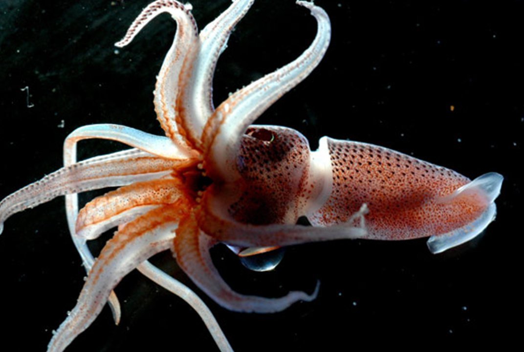 Difference between octopus and squid