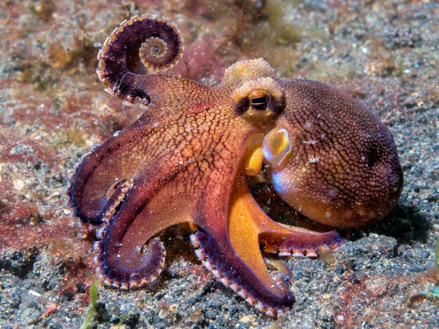 What's the difference between octopus and squid