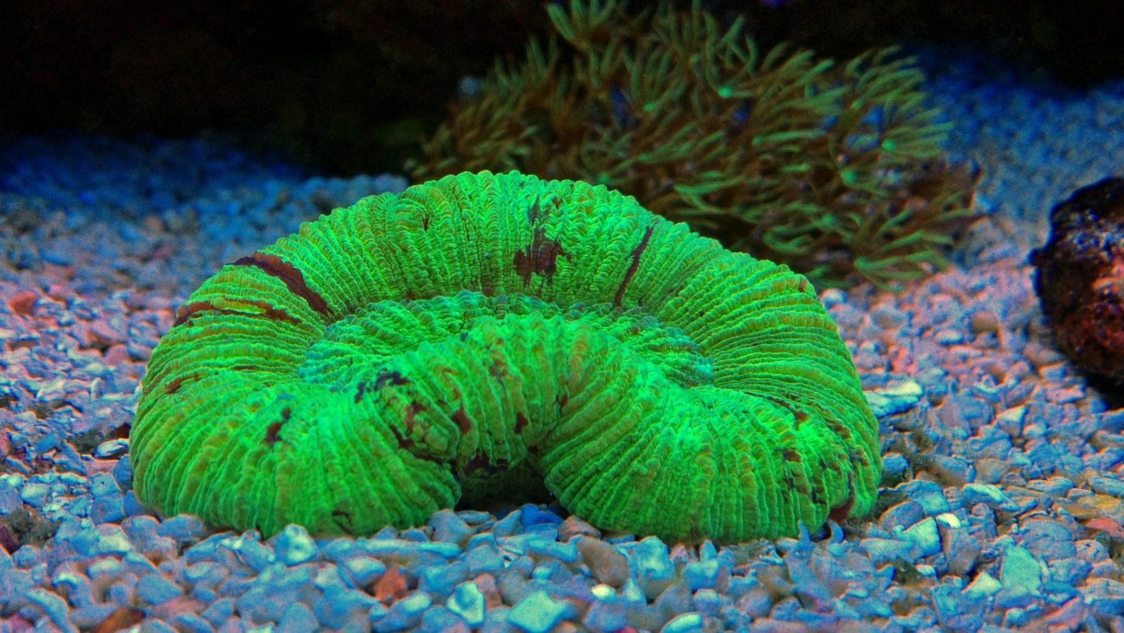 Cool underwater plants