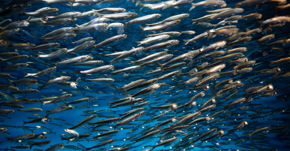 Ocean fishes types