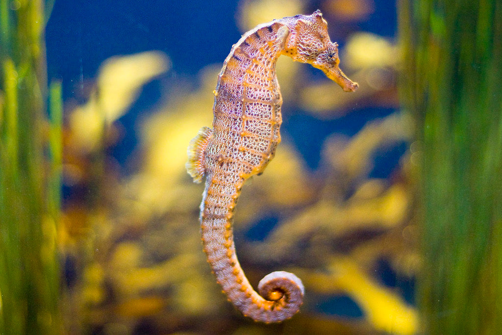 Unique types of seahorses