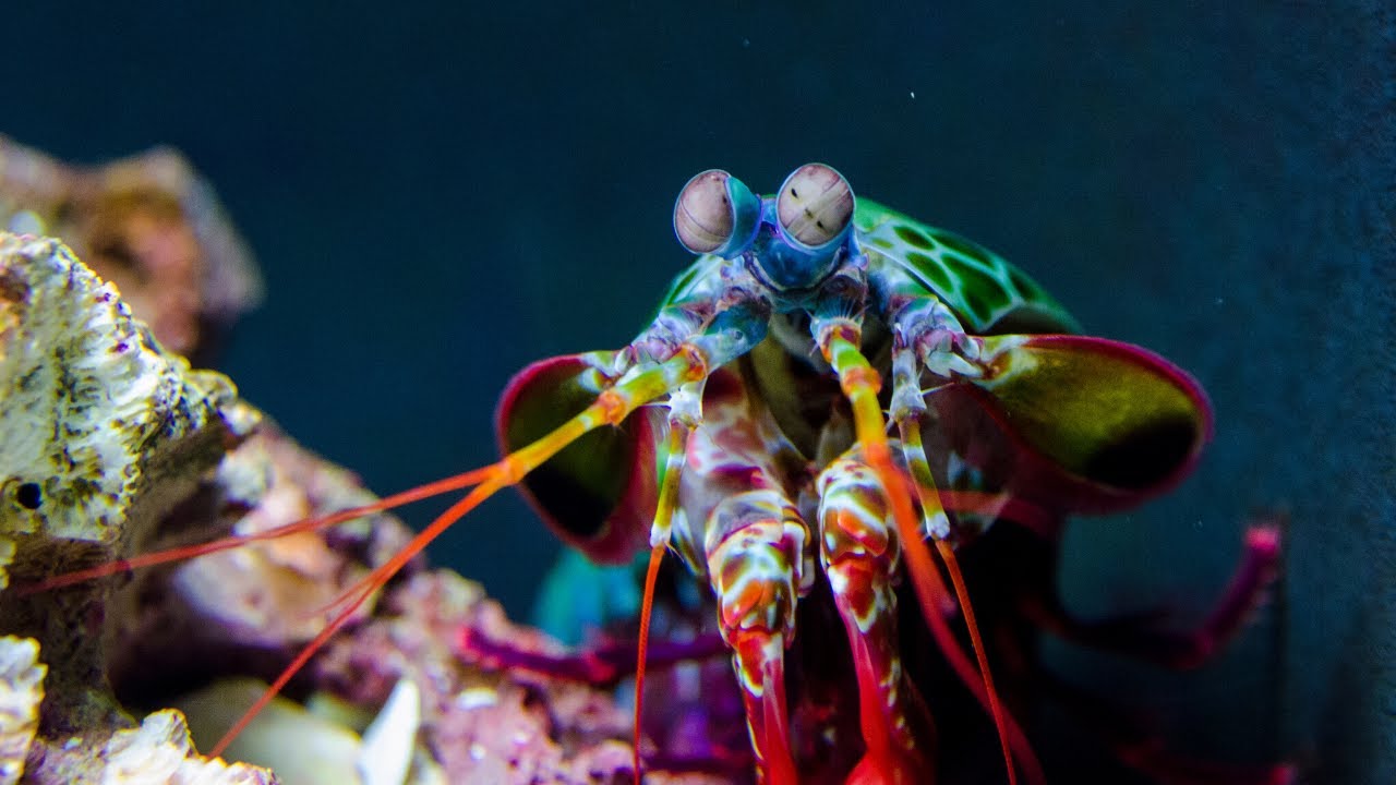 Awesome and coolest creature of the sea