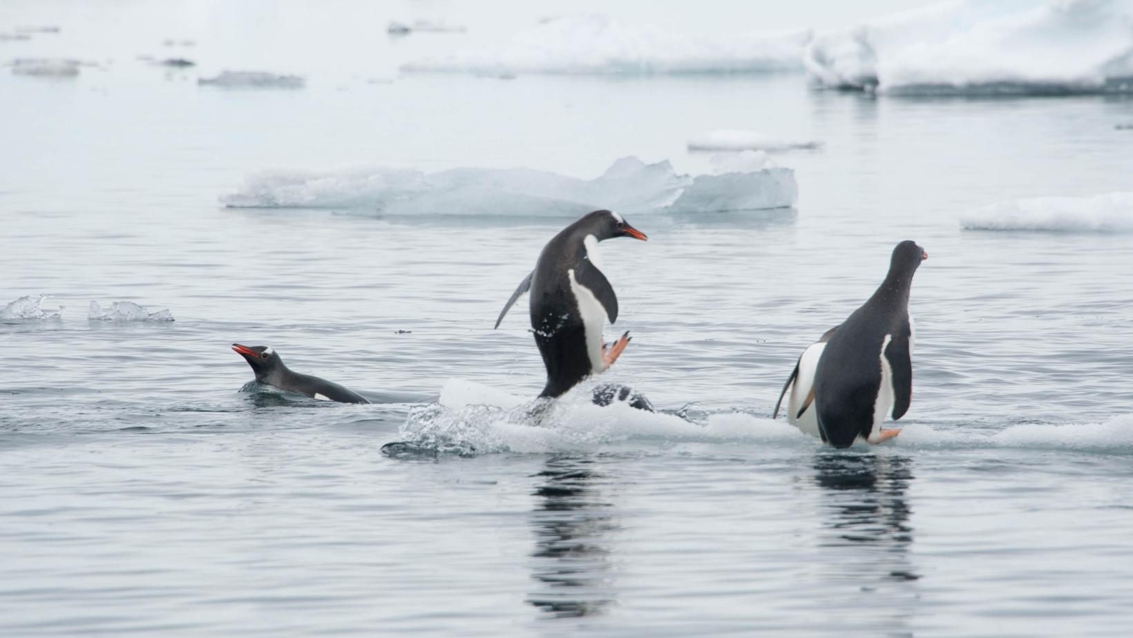 Interesting facts about penguin necklace